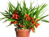 Dendrobium vexillarius
