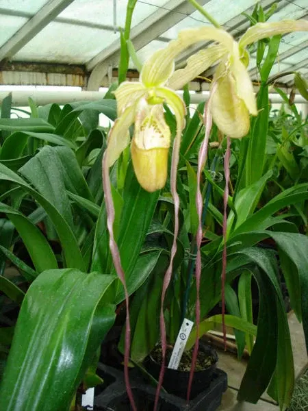 Phragmipedium grande X wallisii