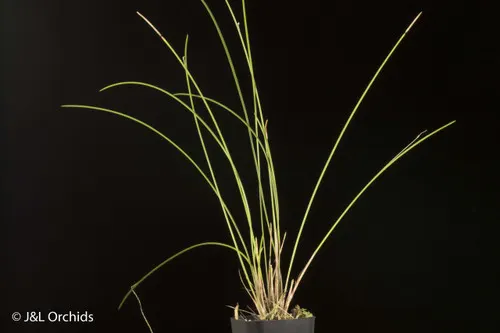 Dendrochilum williamsii (Dendrochilum)