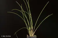 Dendrochilum williamsii