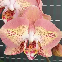 Phalaenopsis Leco Fantastic '3328' 2.5"