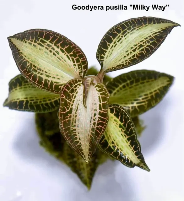 Goodyera pusilla 'Milky Way' (Goodyera)