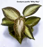 Goodyera pusilla “Milky Way”