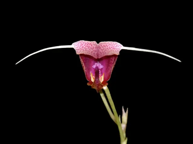 Scaphosepalum swertiifolium short (Scaphosepalum)