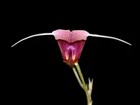 Scaphosepalum swertiifolium short