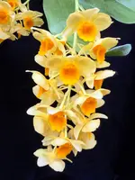 Dendrobium guibertii