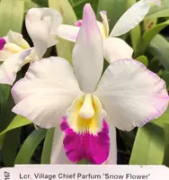 Lcr. Village Chief Parfum 'Snow Flower' (Cll. Snowflake x C. Mildred Rives) (MCL167) (Hybrid) Lcr.=Laeliocatarthron / Cll.=Caulaelia