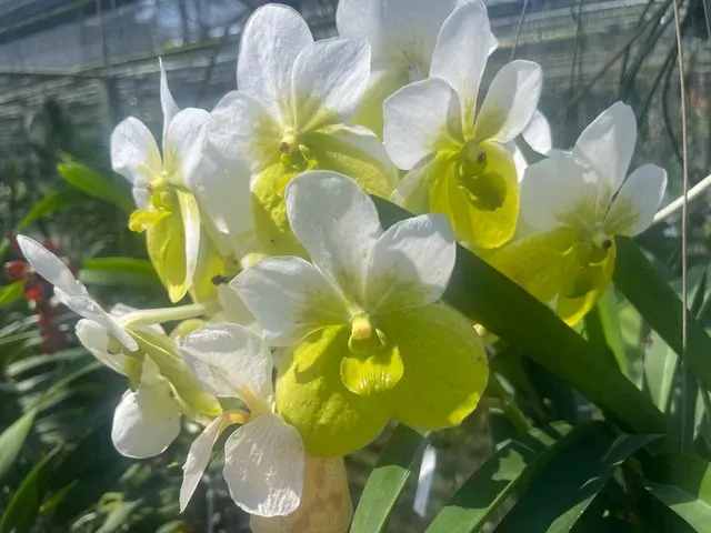 Vanda sanderiana var alba (Vanda)