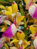 Aerides houlletiana