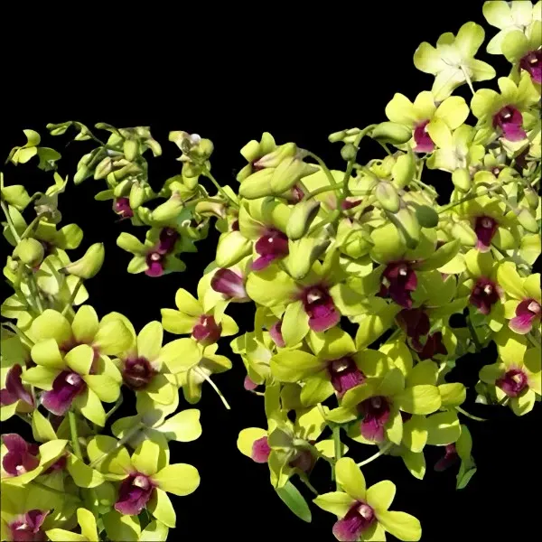 Dendrobium Yellow Splash (Dendrobium)