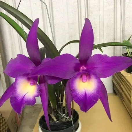 Rhynchobrassoleya TLDC Divine Phoenix 'Pterodactyl' (Rhynchobrassoleya)
