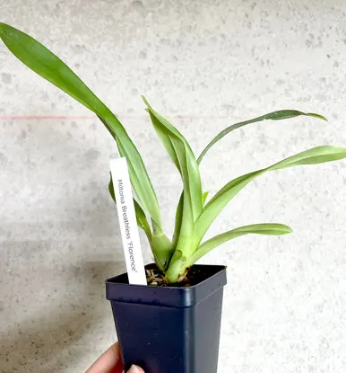 Miltonia Breathless 'Florence' (Miltonia)