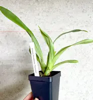 Miltonia Breathless 'Florence' | SapphireChild Orchids