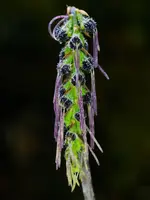 Bulbophyllum lemniscatoides