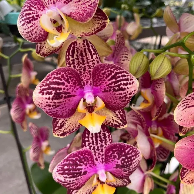 Phalaenopsis Pinif