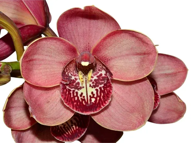 Cymbidium Kimberley Pass 'Victoria' (Cymbidium)