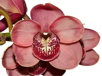 Cymbidium Kimberley Pass 'Victoria' (medium)