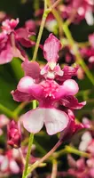 Onc. Jairak Fragrance 'Ruby Doll' (Twinkle x Yuan Nan Fragrant)