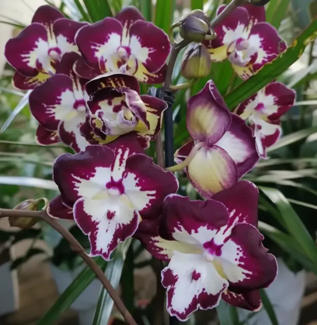 Phalaenopsis Darma (Phalaenopsis)