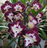 Phalaenopsis Darma Blooming Size