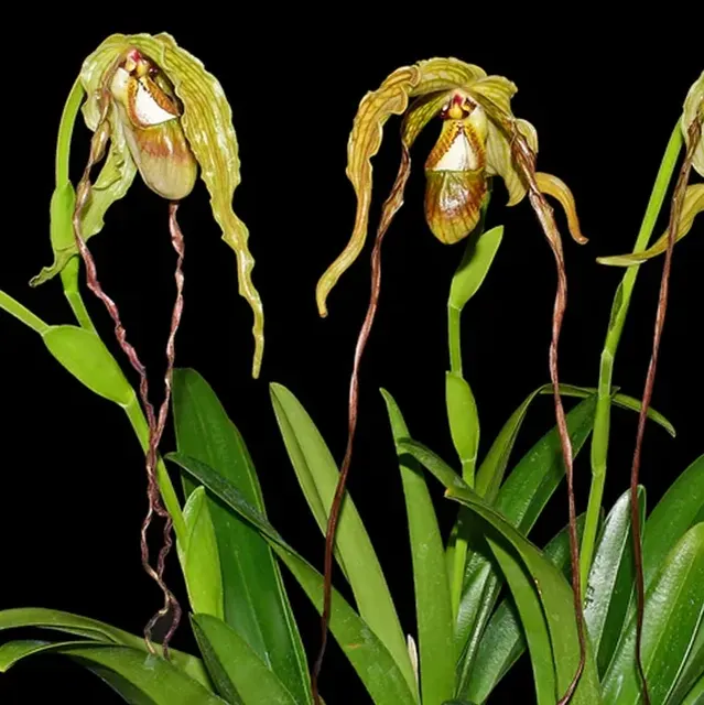 Phragmipedium Zapatilla de la Virgen