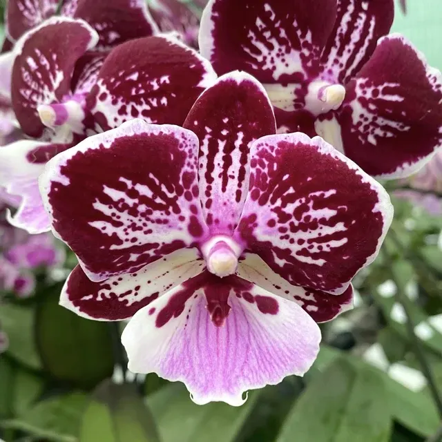 Phalaenopsis Miki Lord