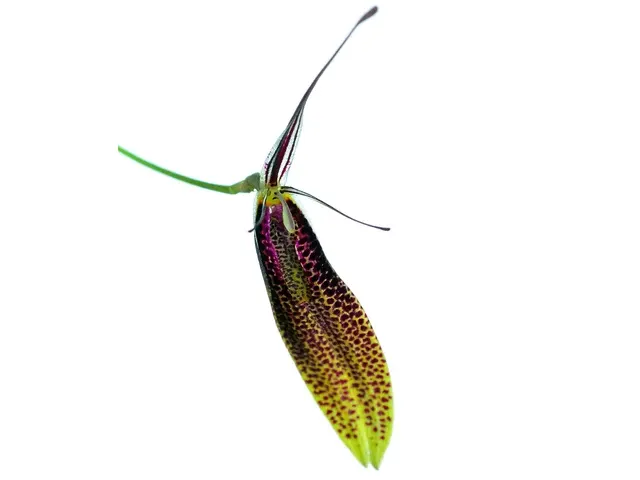 Restrepia guttulata bicolor (Restrepia)