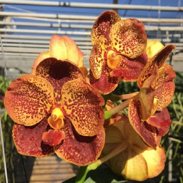 Vanda Thansattha Gold (Vanda)