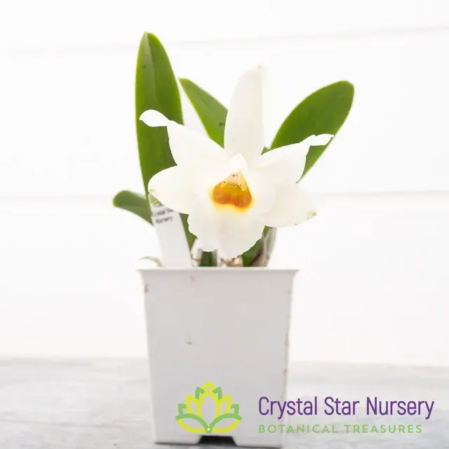 Cattleya Memoria Marina Camilo (Cattleya)