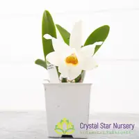 Cattleya Memoria Marina Camilo — 2" Pot / Without Spike