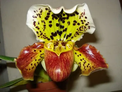 Paphiopedilum Lofair