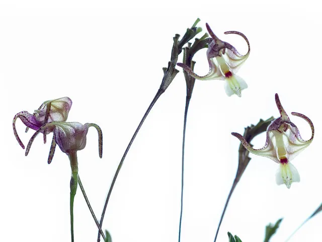Porroglossum portillae (Porroglossum)