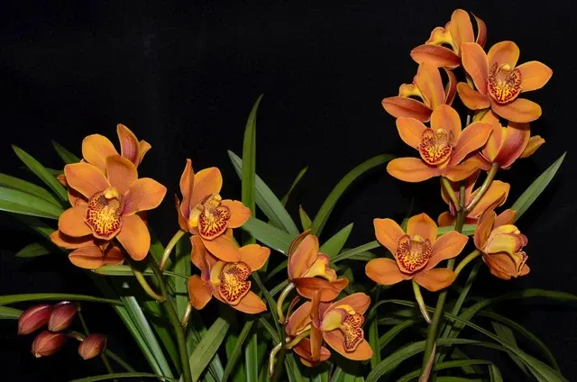 Cymbidium Mf452 Enzan Forest Majolica