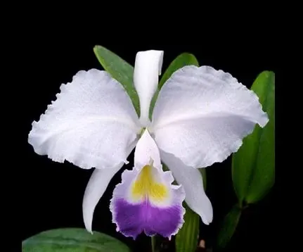 Cattleya trianae var coerulea (Cattleya)