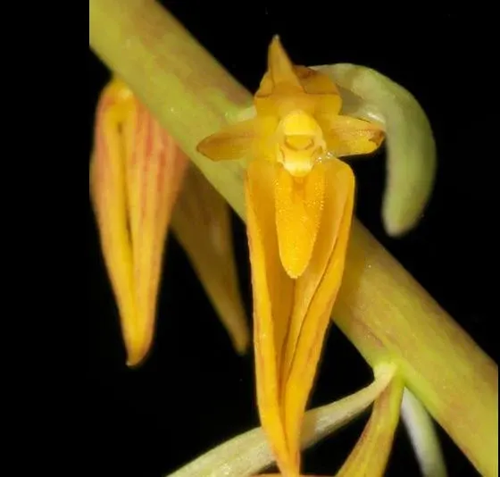Bulbophyllum species (Bulbophyllum)