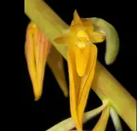 Bulbophyllum species — Bulbophyllum rothschildianum