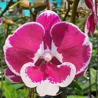 Phalaenopsis Black Swan '5373' 2.5"