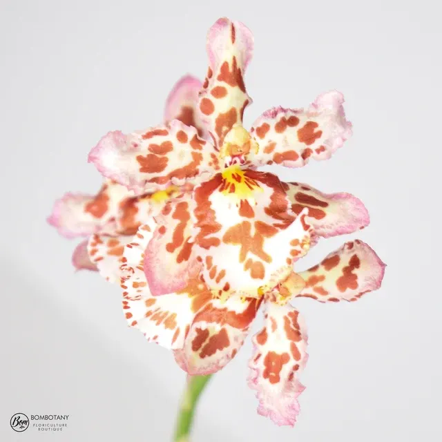 Wilsonara Eye Candy IN SPIKE 'Pinkie'