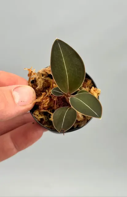 Anoectochilus spp (Anoectochilus)