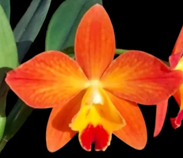 Cattleya Bella del Caribe