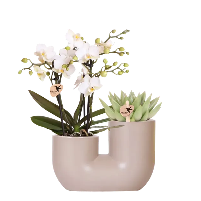 Phalaenopsis 'Zürich' (Phalaenopsis)