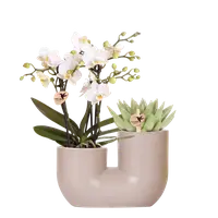 Set van witte orchidee en succulent in Tube sierpot zand