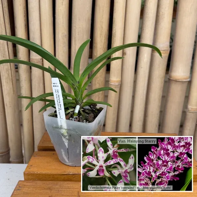Vandachostylis Hsinying Starry (Vandachostylis)