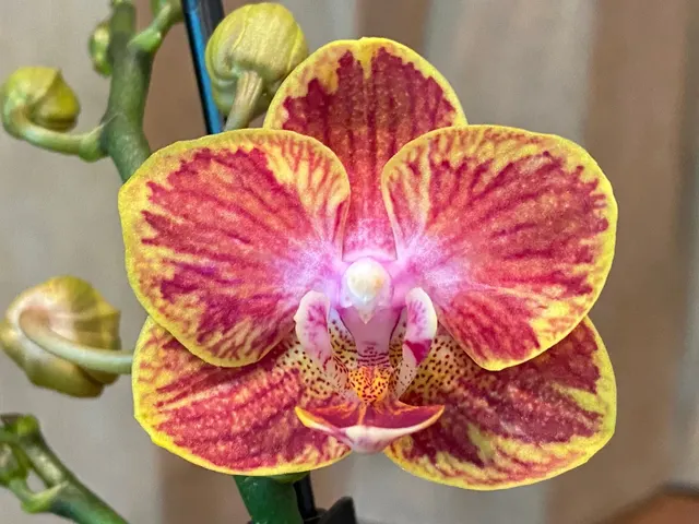 Phalaenopsis Sunhope Raraavis