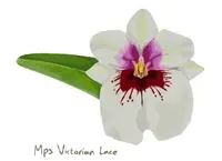 Miltoniopsis Victorian Lace