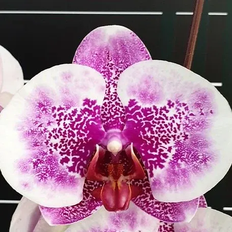 Phalaenopsis I-Hsin Stacy