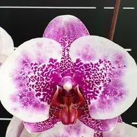 Phalaenopsis I Hsin Stacy 3.0" *On Hand*
