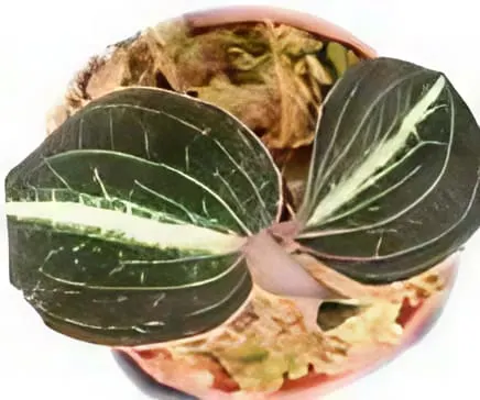 Anoectochilus leyli (Anoectochilus)