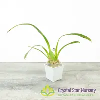 Wilhelmara Shibumi 'Purple Rain'