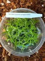 FLASK Tolumnia variegata
